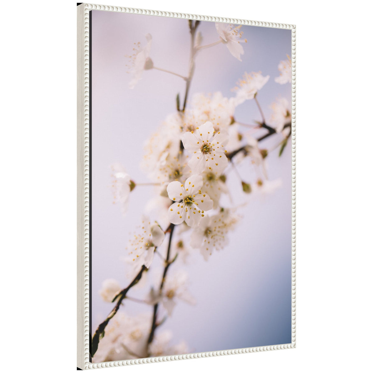 Sylvie Nature White Floral Blooms Framed Canvas by Patricia Hasz