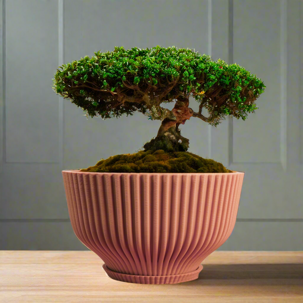 Bonsai Pot with Drainage & Tray