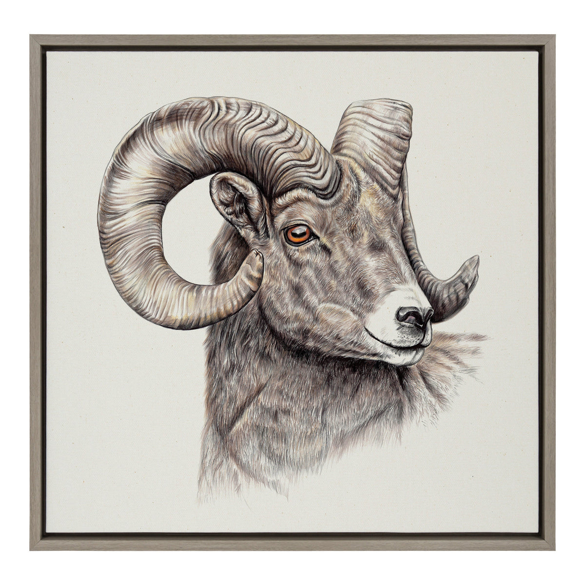 Sylvie Ram Framed Canvas by Ron Dunn