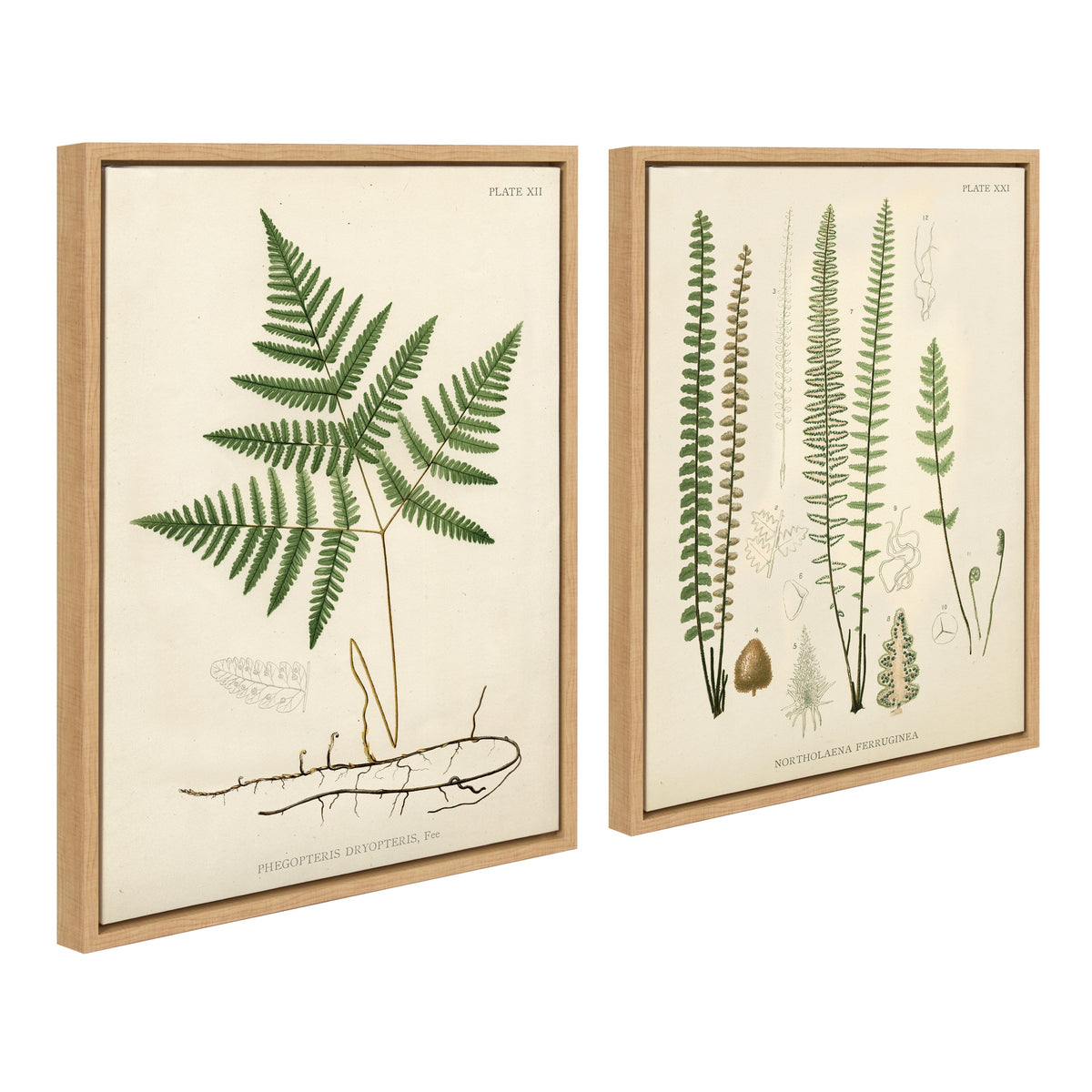 Sylvie Ferns Framed Canvas Set of 2 by Corinna Buchholz of Piddix