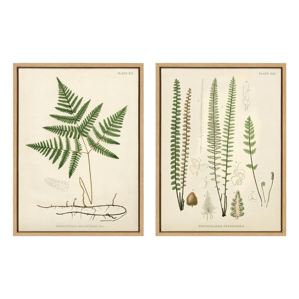 Sylvie Ferns Framed Canvas Set of 2 by Corinna Buchholz of Piddix