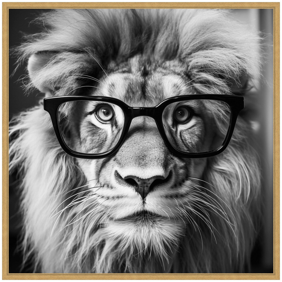 Sylvie Black and White Lion in Reading Glasses Framed Canvas by The Creative Bunch Studio