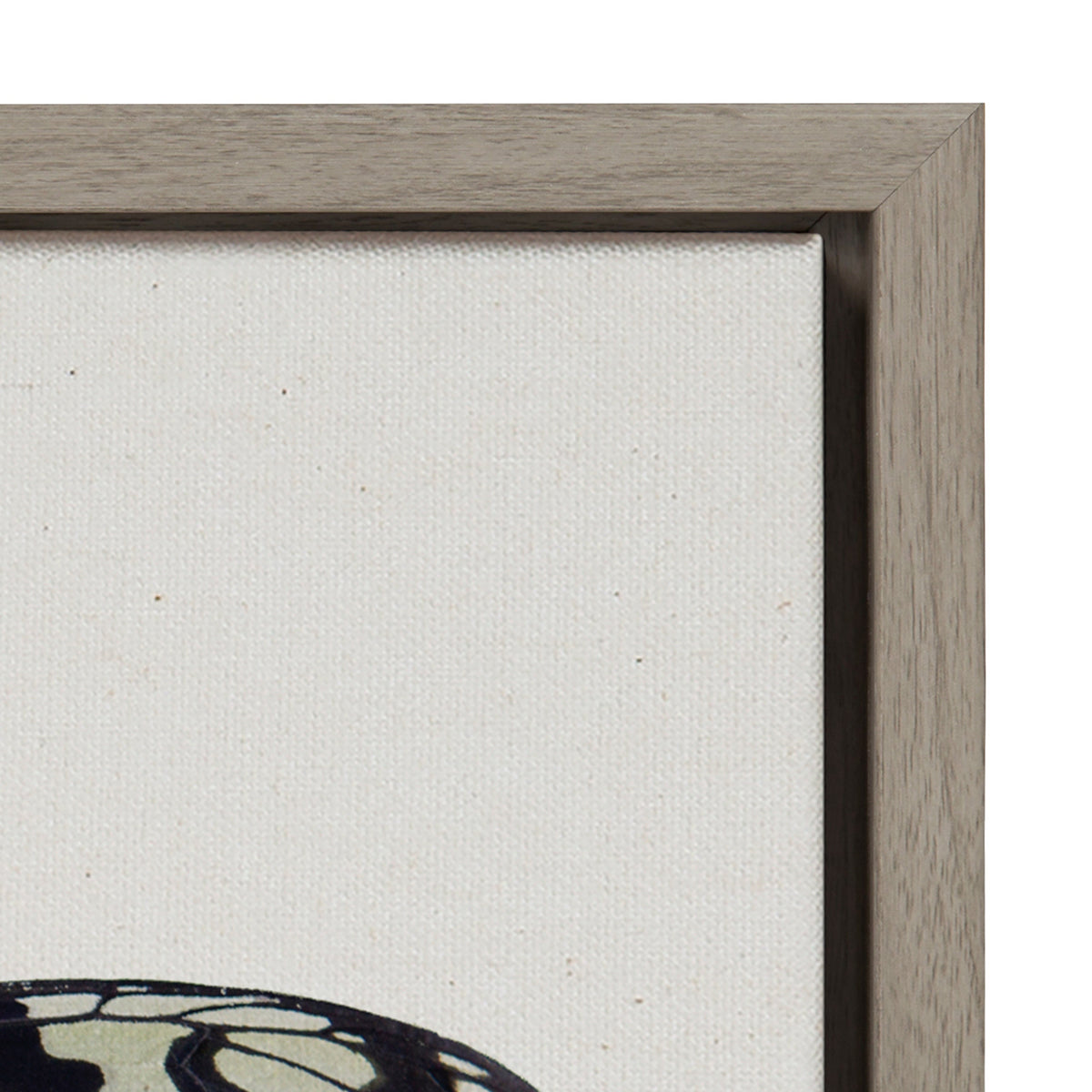 Sylvie Two Tone Butterfly Framed Canvas by Robert Cadloff of Bomobob