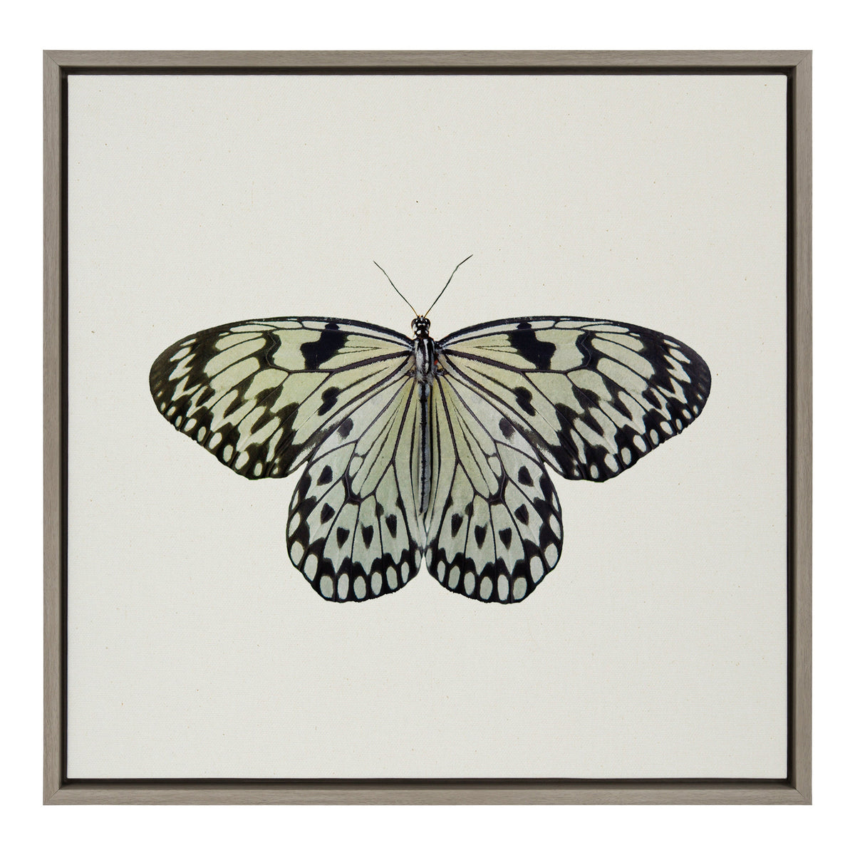 Sylvie Two Tone Butterfly Framed Canvas by Robert Cadloff of Bomobob