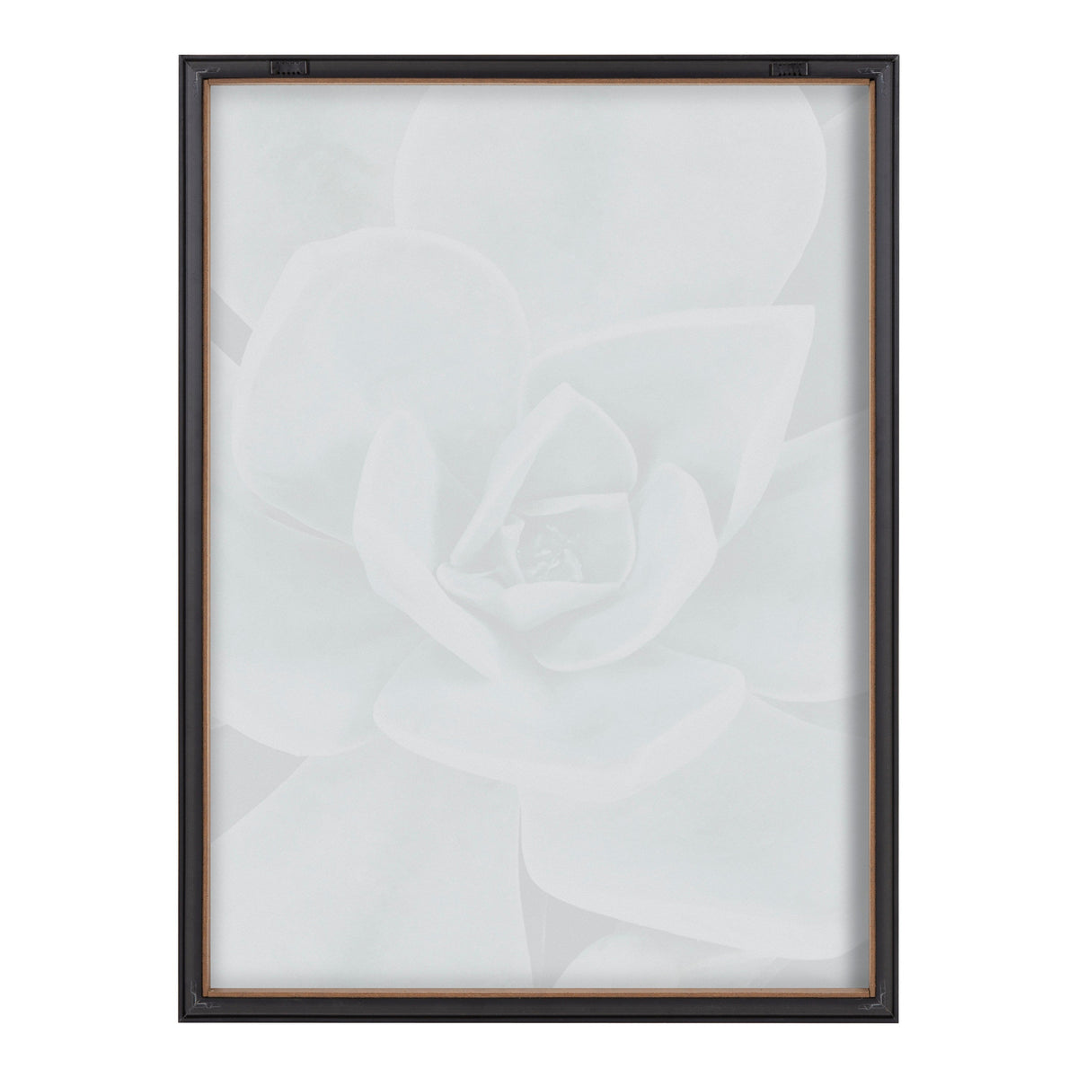 Blake Botanical Succulent Plants 3 Framed Printed Glass by The Creative Bunch Studio