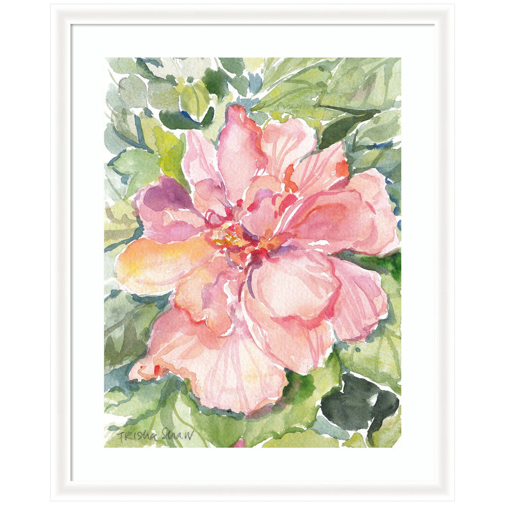 Framed Art Pink Hibiscus In Antigua by Patricia Shaw