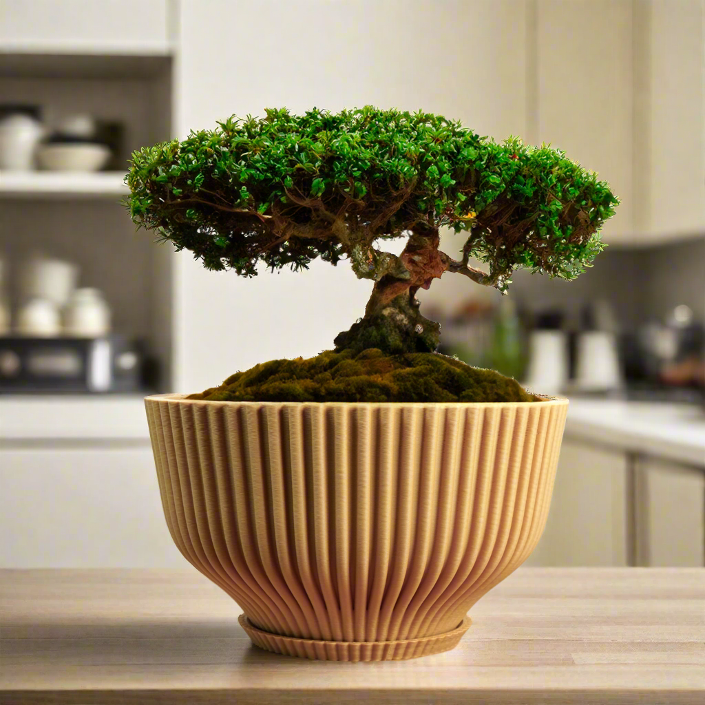 Bonsai Pot with Drainage & Tray
