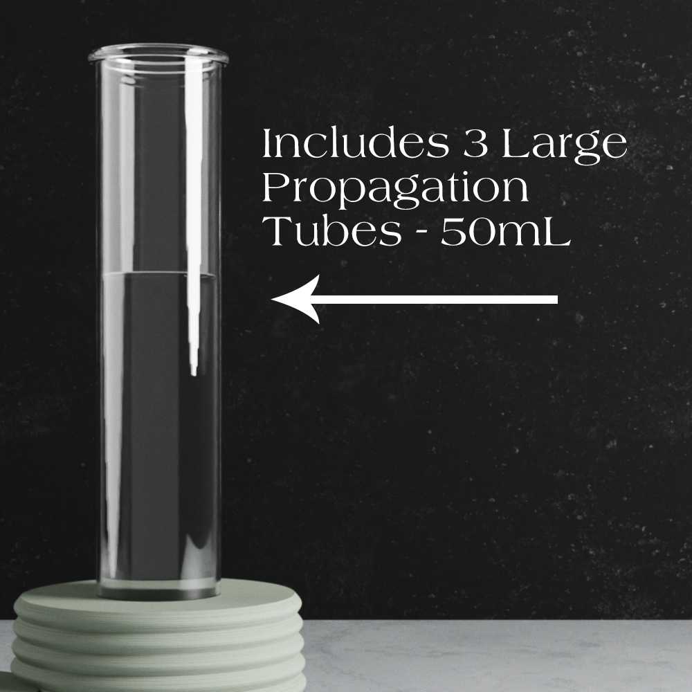 Triple Bubble Plant Propagation Station with 3 Glass Tubes