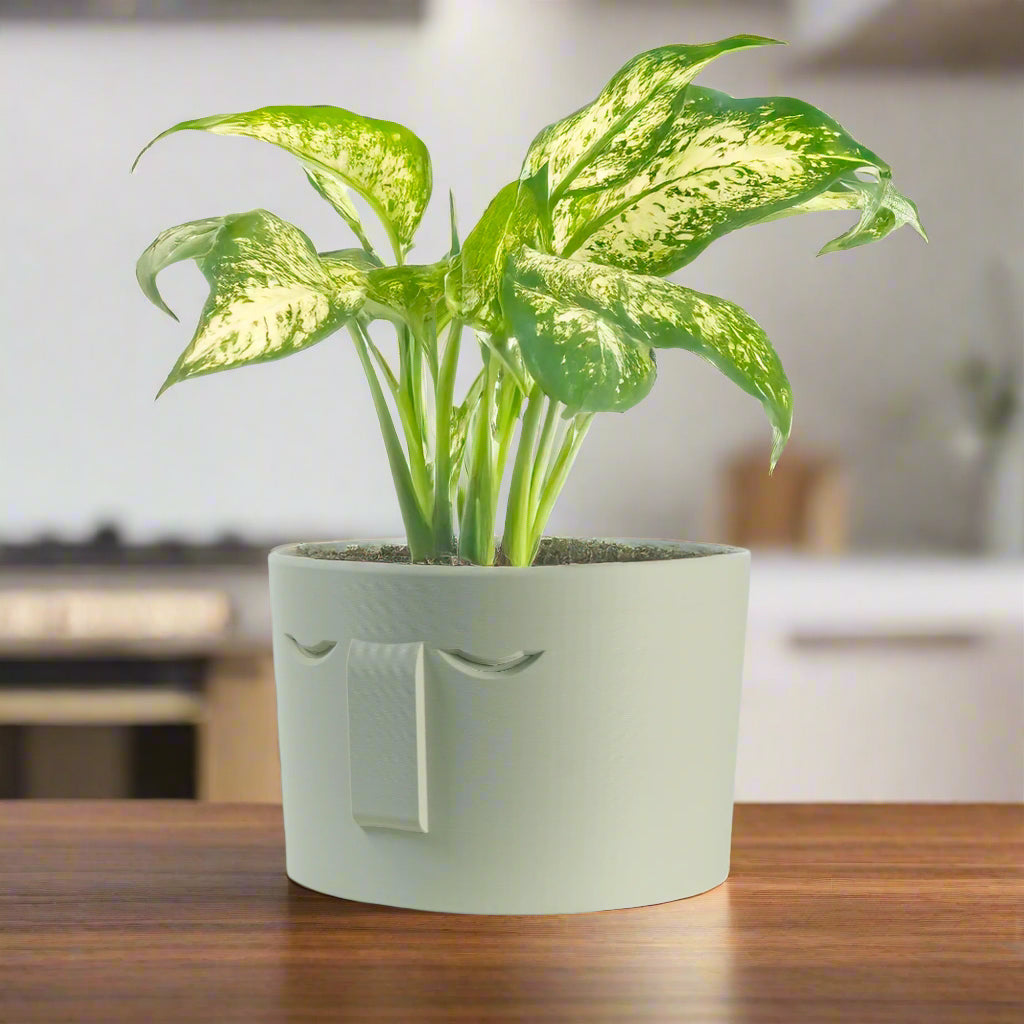 Minimal Face Planter, Small Medium Large, With Drip Tray and Great Drainage