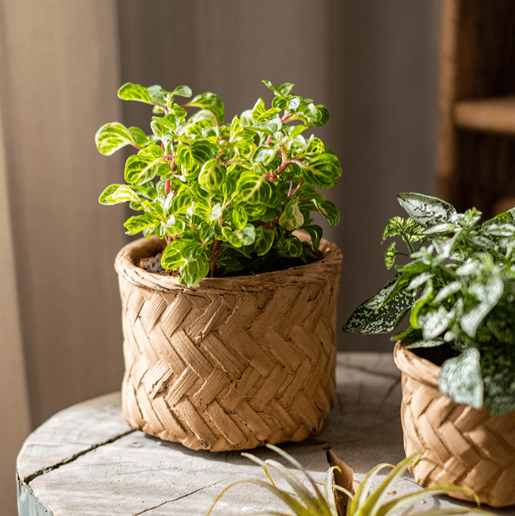 Bamboo-Look Cement Planter