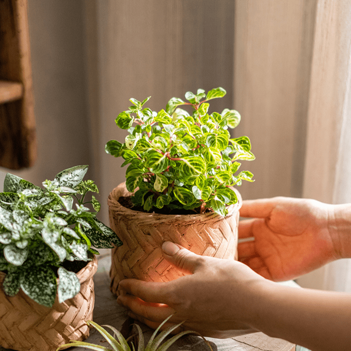 Bamboo-Look Cement Planter