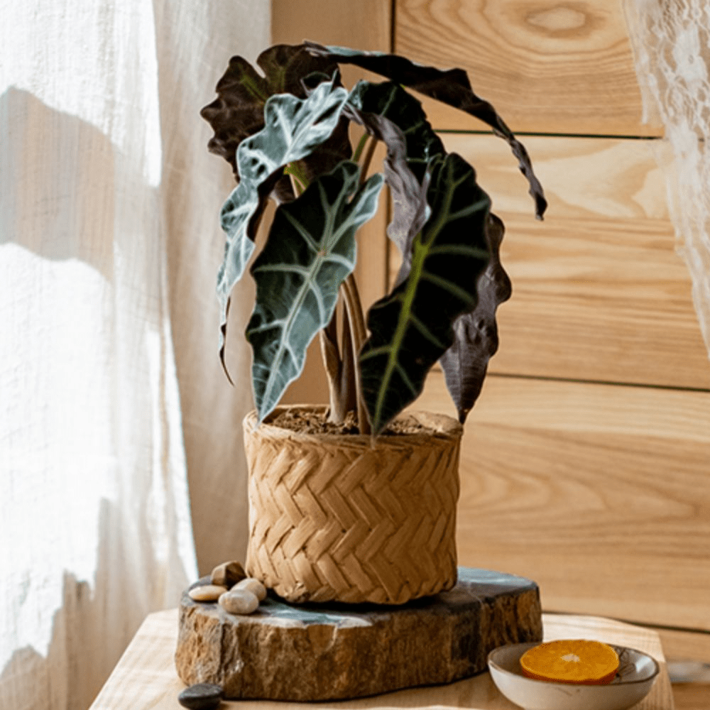 Bamboo-Look Cement Planter