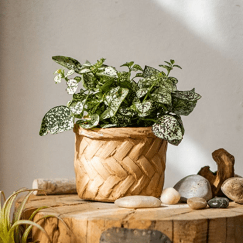 Bamboo-Look Cement Planter