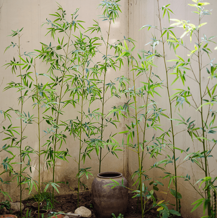 Artificial Bamboo Stem Screen Plant Set of 10