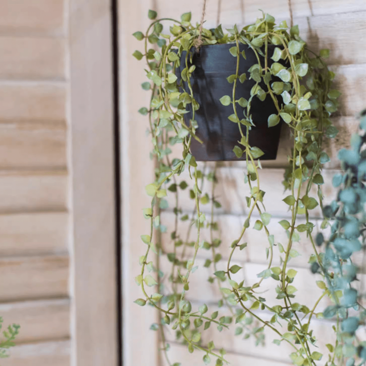 Artificial Hanging Ceropegia Vine in Pot