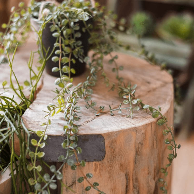 Artificial Hanging Ceropegia Vine in Pot