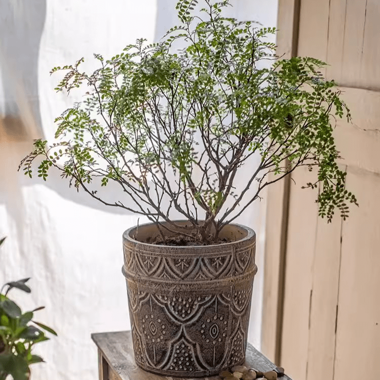 Classic Element Art Terracotta Planter