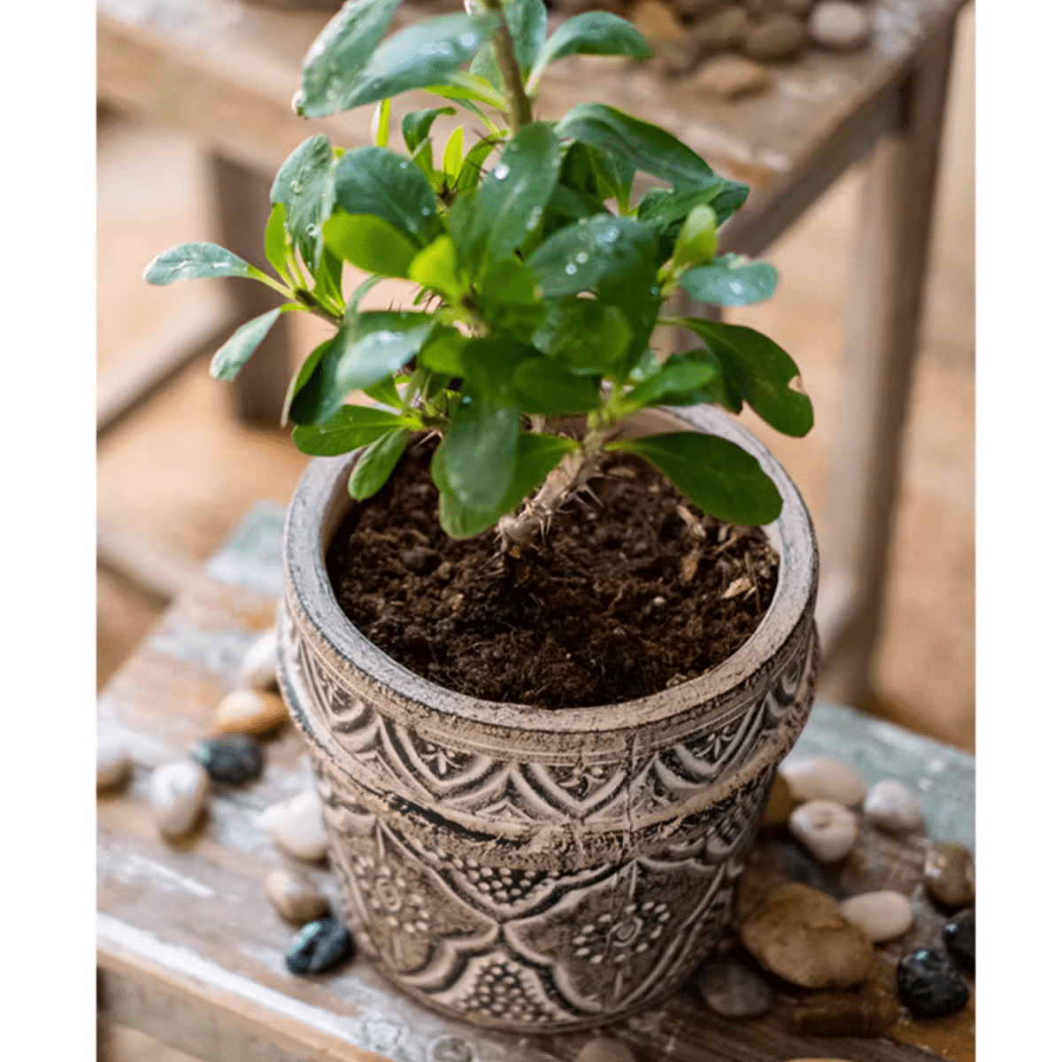 Classic Element Art Terracotta Planter