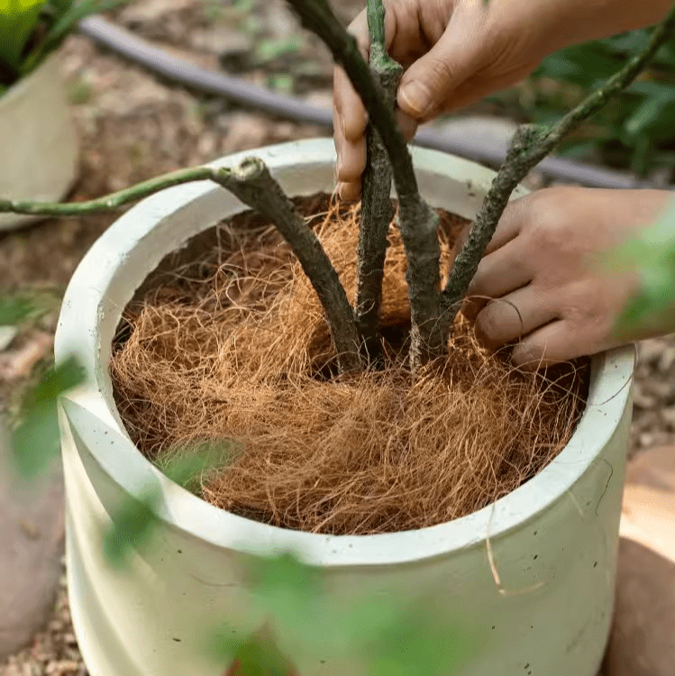 Coconut Fiber Soil Cover, Set of 3 Bags