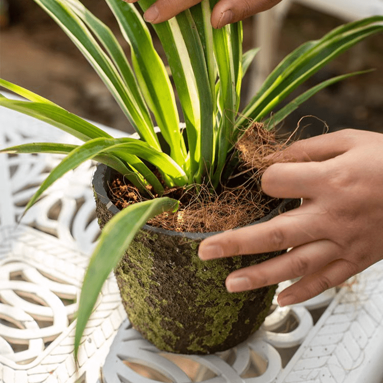Coconut Fiber Soil Cover, Set of 3 Bags