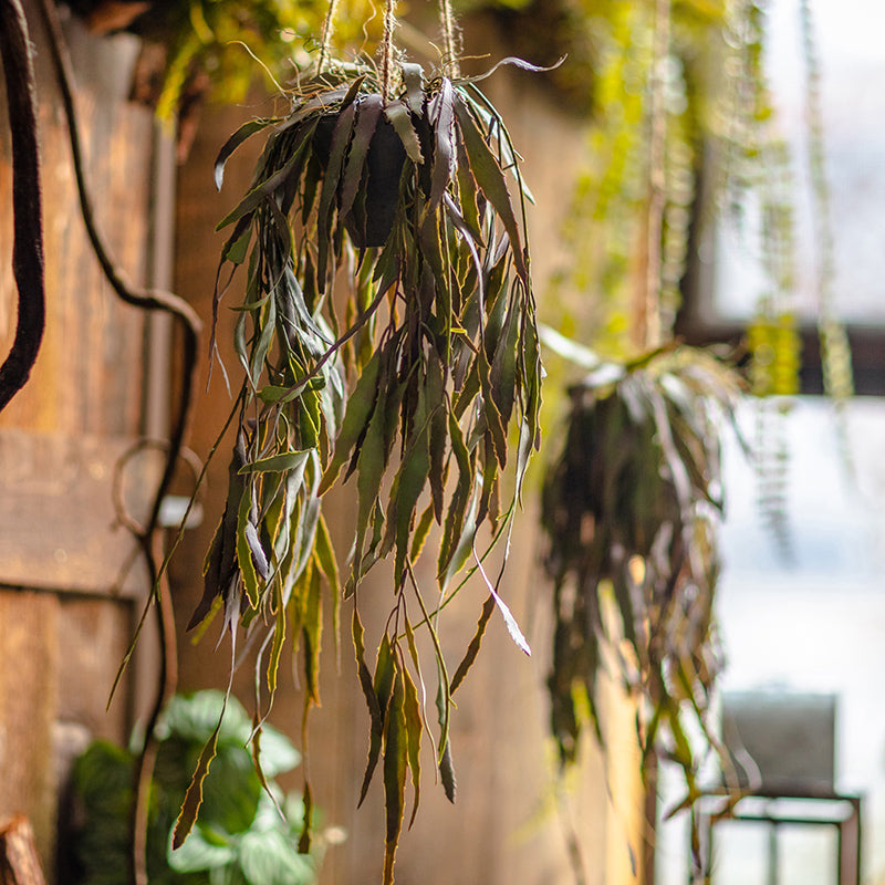Artificial Hanging Aloe Vera Plant