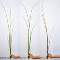 Artificial Rough Horsetail Plant Long Stem 54" Tall