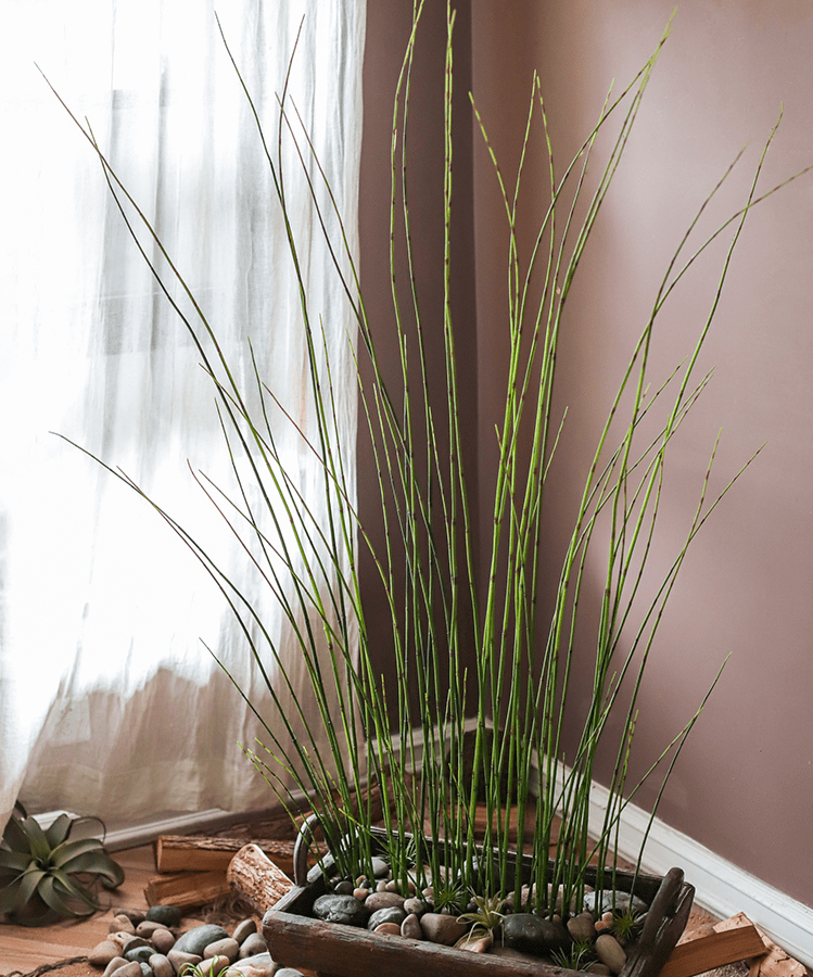 Artificial Rough Horsetail Plant Long Stem 54" Tall