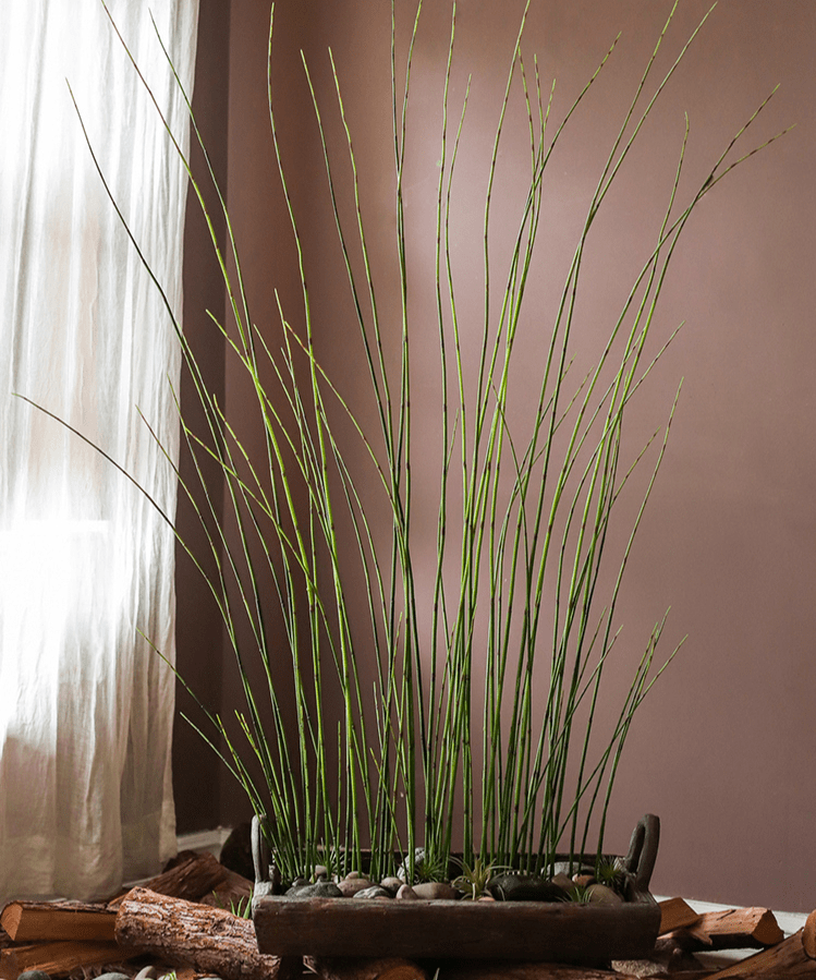 Artificial Rough Horsetail Plant Long Stem 54" Tall