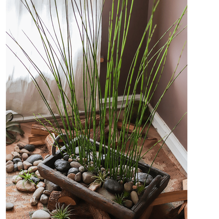 Artificial Rough Horsetail Plant Long Stem 54" Tall