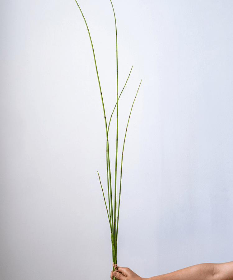 Artificial Rough Horsetail Plant Long Stem 54" Tall