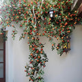 Artificial Orange Rose Climbing Vine for Walls and Trellises