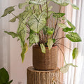 Rattan-Texture Cement Planter