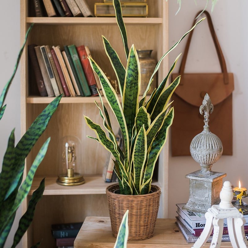 Artificial Potted Snake Plant with Yellow-Edged Leaves