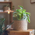 Woven Straw Basket with Colored Rim