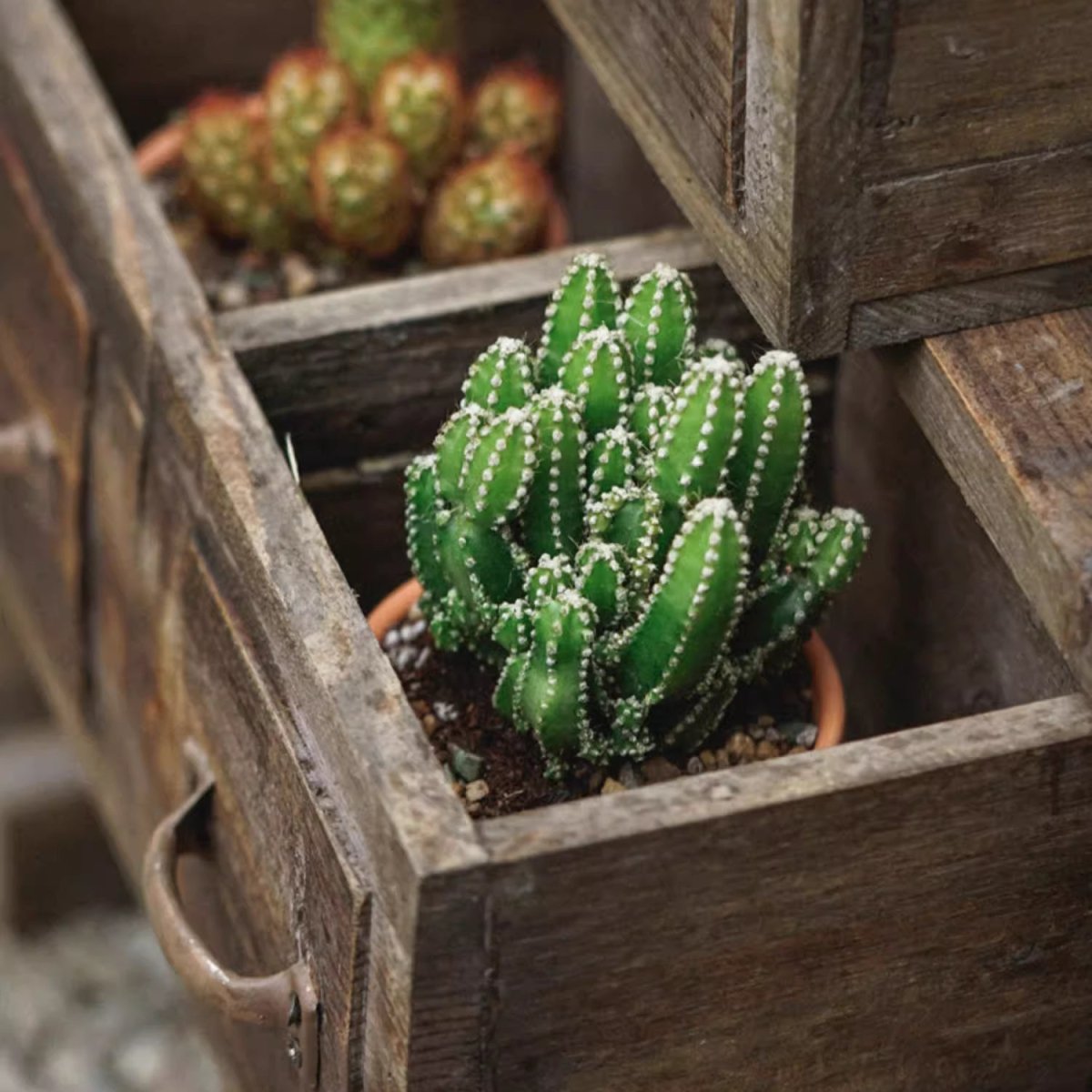 Farmhouse Wooden Planter Box for Succulents or Flowers