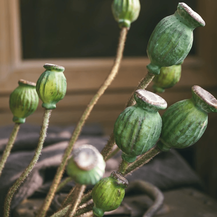 Artificial Green Poppy Fruit Stem 30.7" Tall 3-Stem Bundle