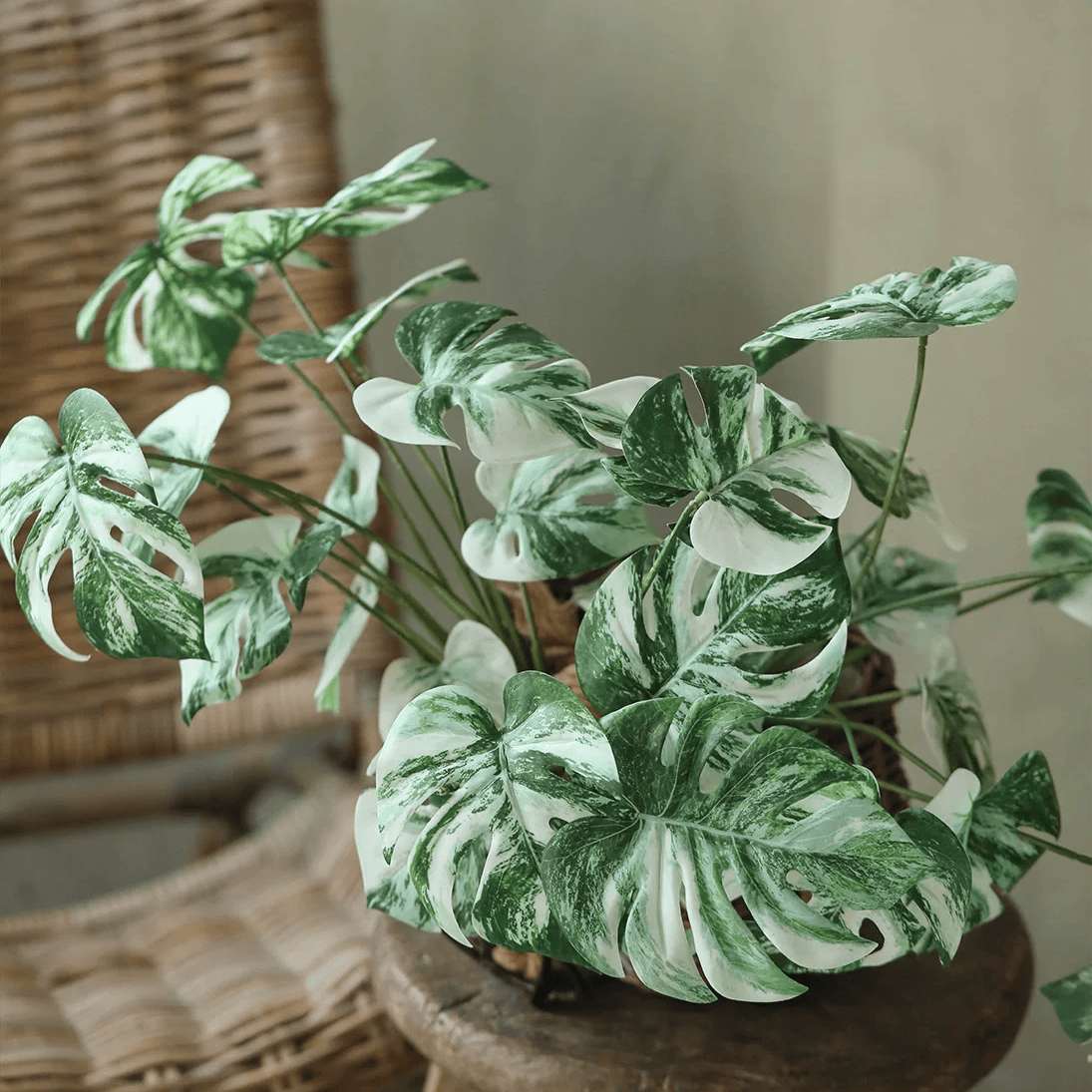 Artificial Variegated Monstera Root Pick – 17.3"