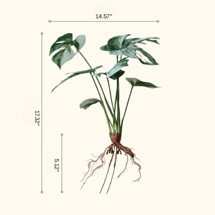 Artificial Variegated Monstera Root Pick – 17.3"