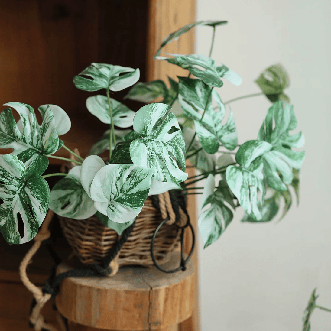 Artificial Variegated Monstera Root Pick – 17.3"
