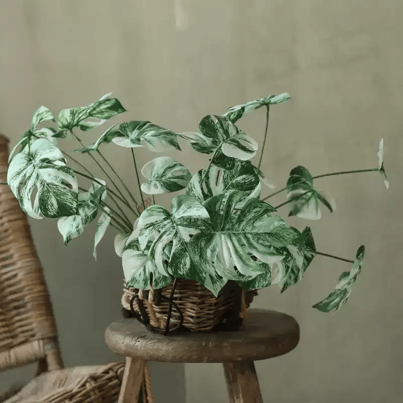 Artificial Variegated Monstera Root Pick – 17.3"
