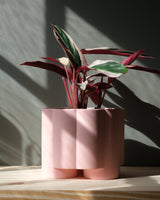 Pink Matte