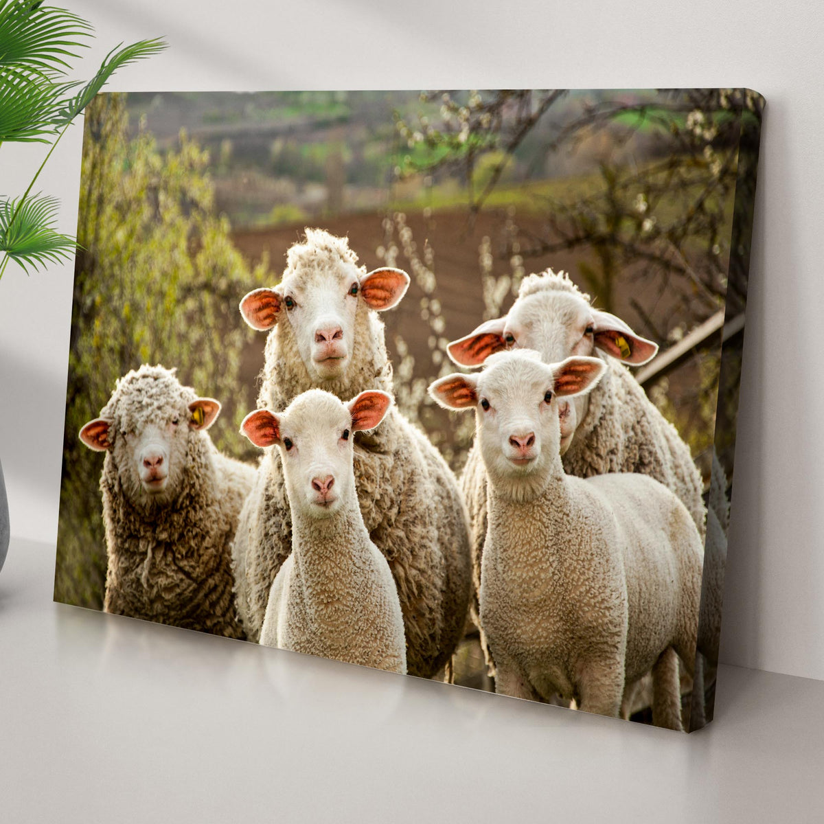 Curious Sheep Canvas Wall Art
