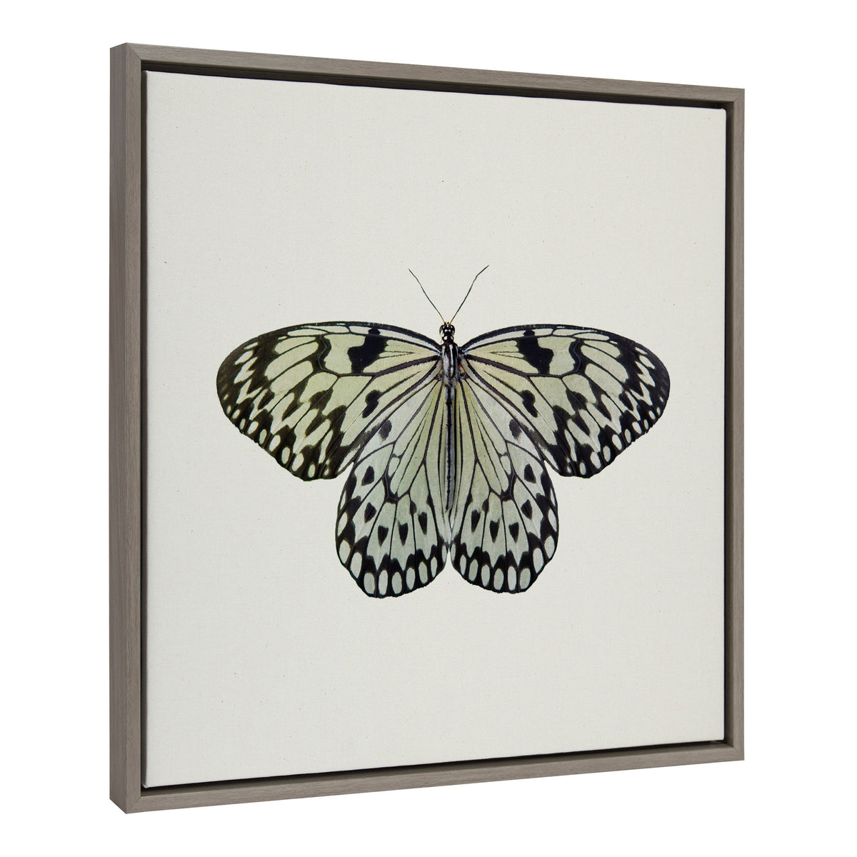 Sylvie Two Tone Butterfly Framed Canvas by Robert Cadloff of Bomobob