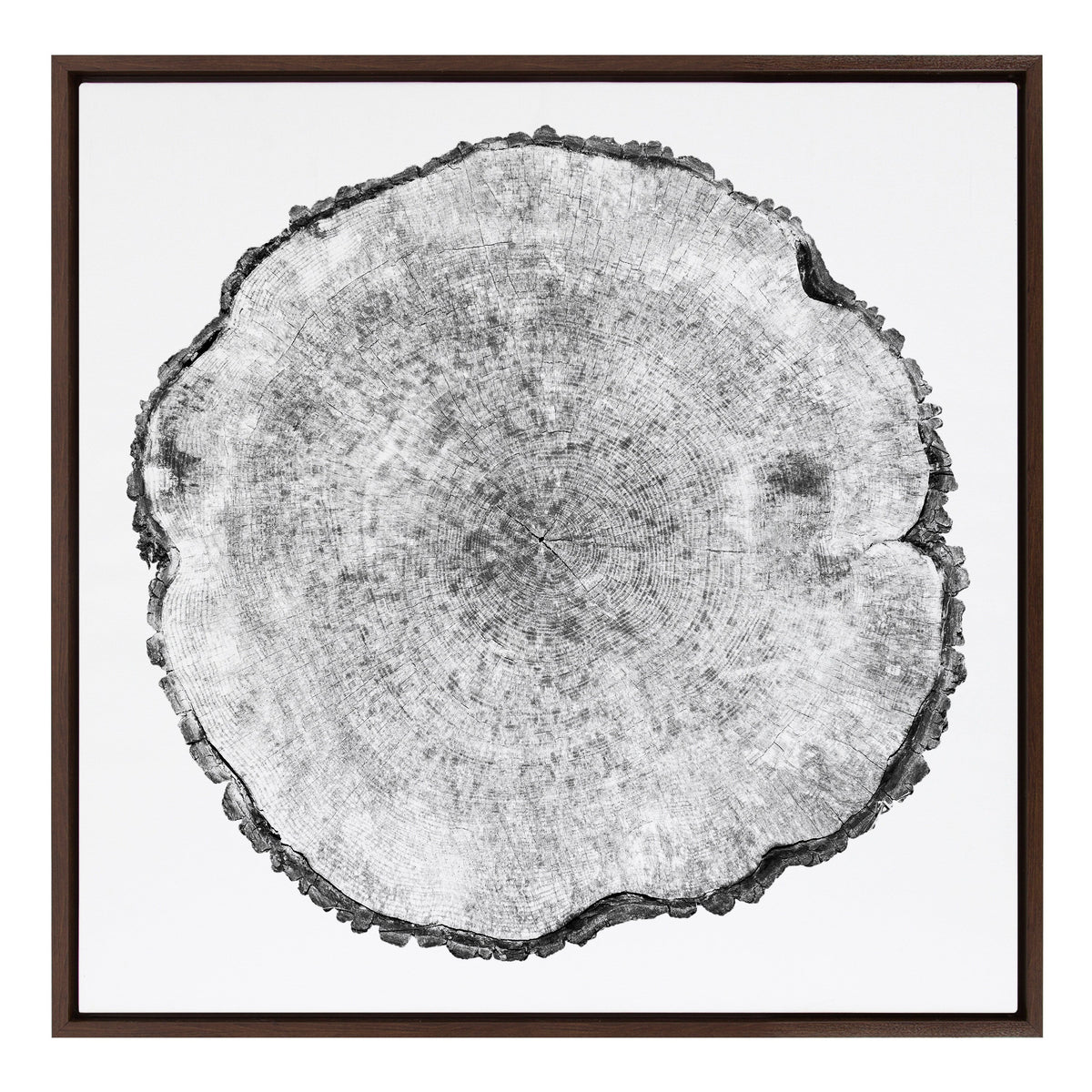 Sylvie Tree Rings Framed Canvas by Emiko and Mark Franzen of F2Images
