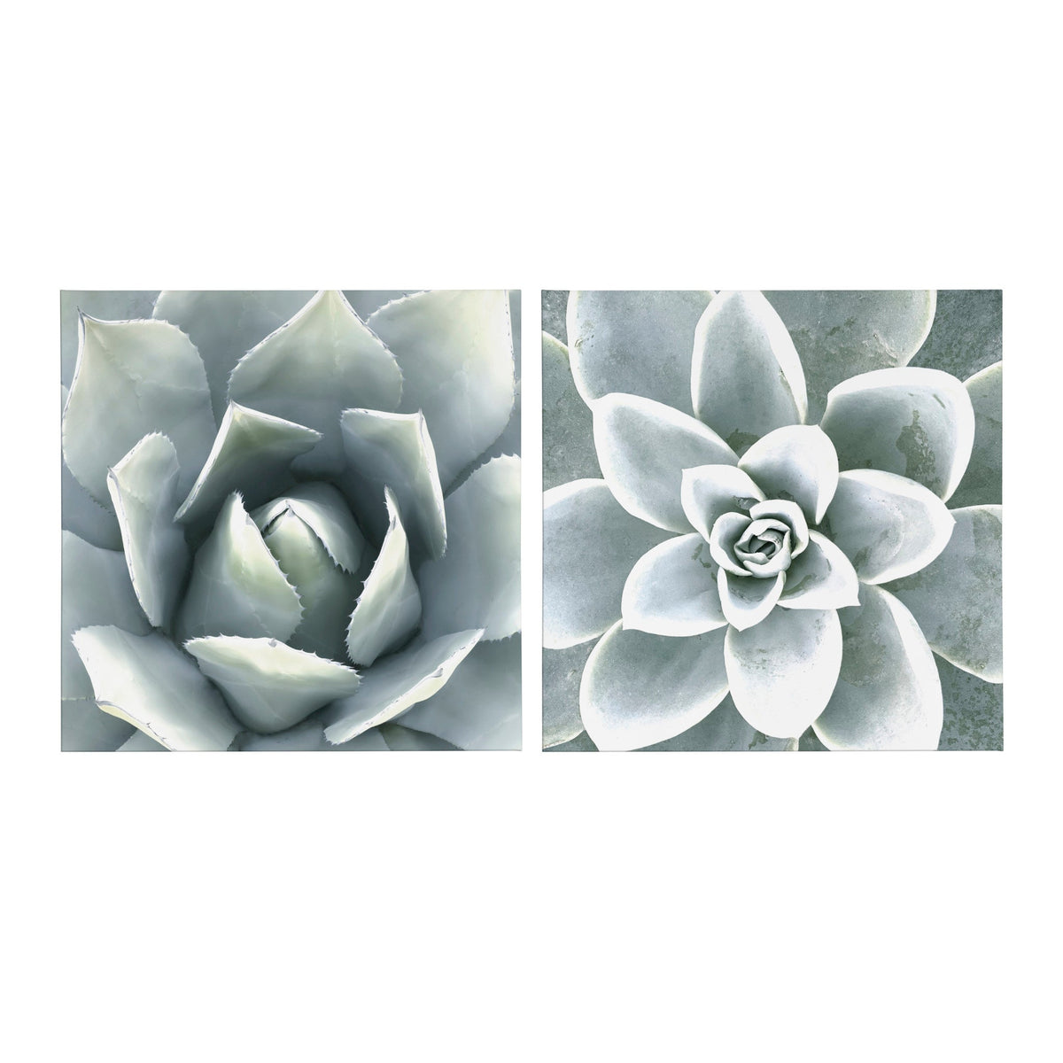 Soft Botanical Succulents Wall Art Set of 2 by The Creative Bunch Studio