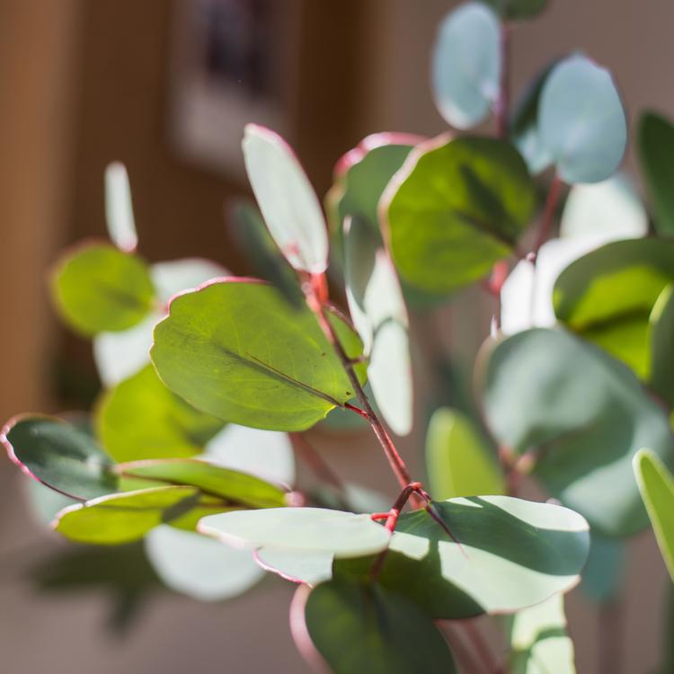 Artificial Eucalyptus Leaf in Various Shapes
