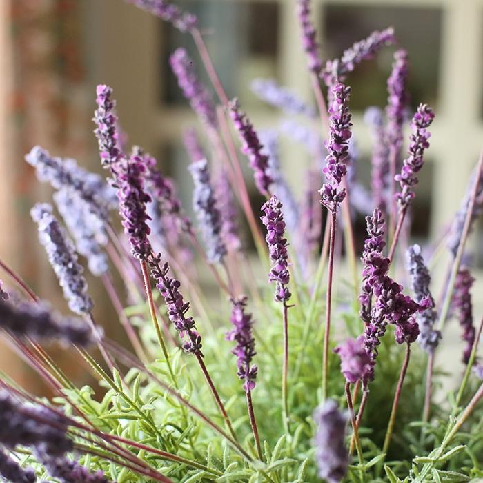 Artificial Silk Provence Lavender Stem 21" Tall