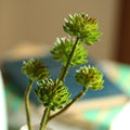 Artificial Succulent Stem Set in Green 13" Tall