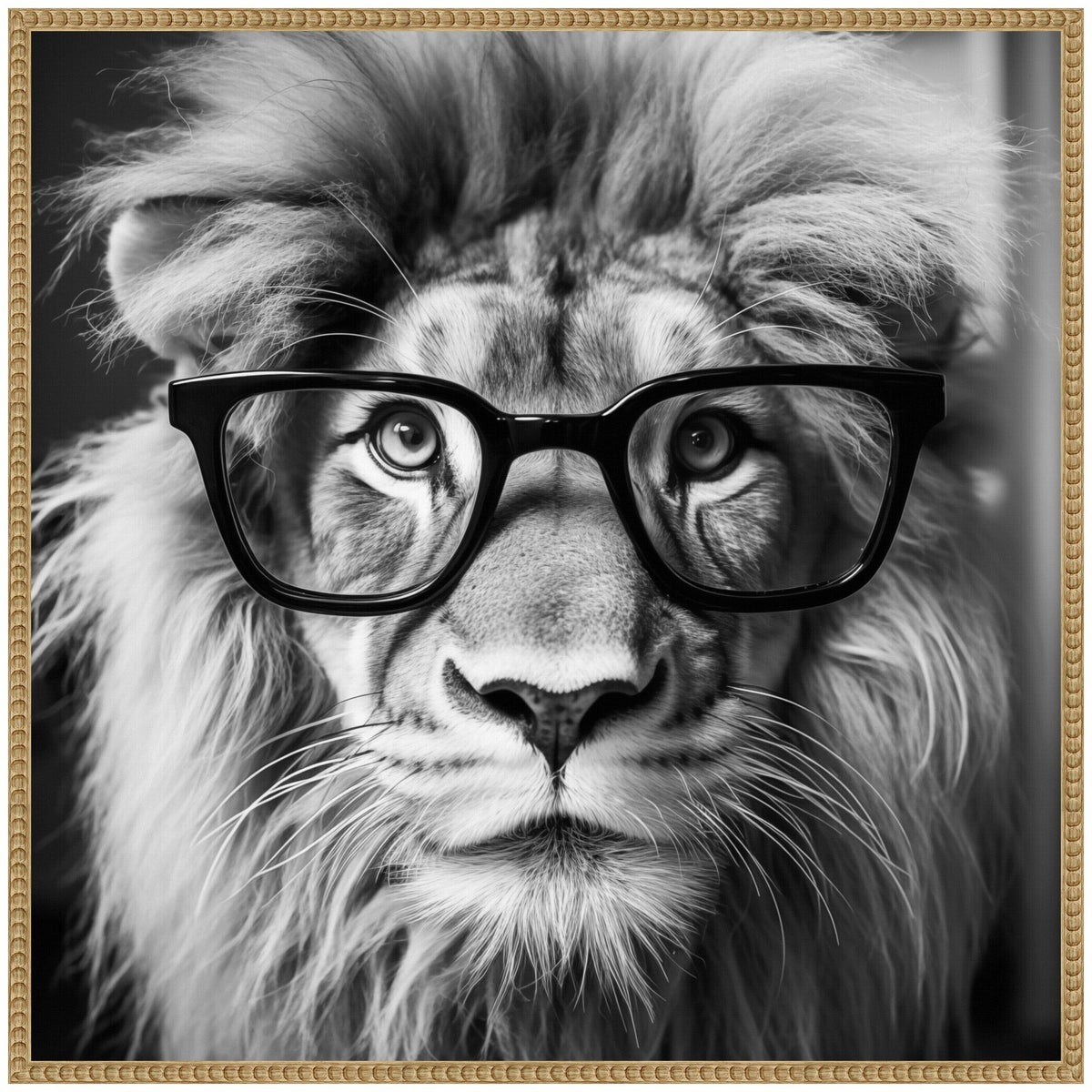 Sylvie Black and White Lion in Reading Glasses Framed Canvas by The Creative Bunch Studio