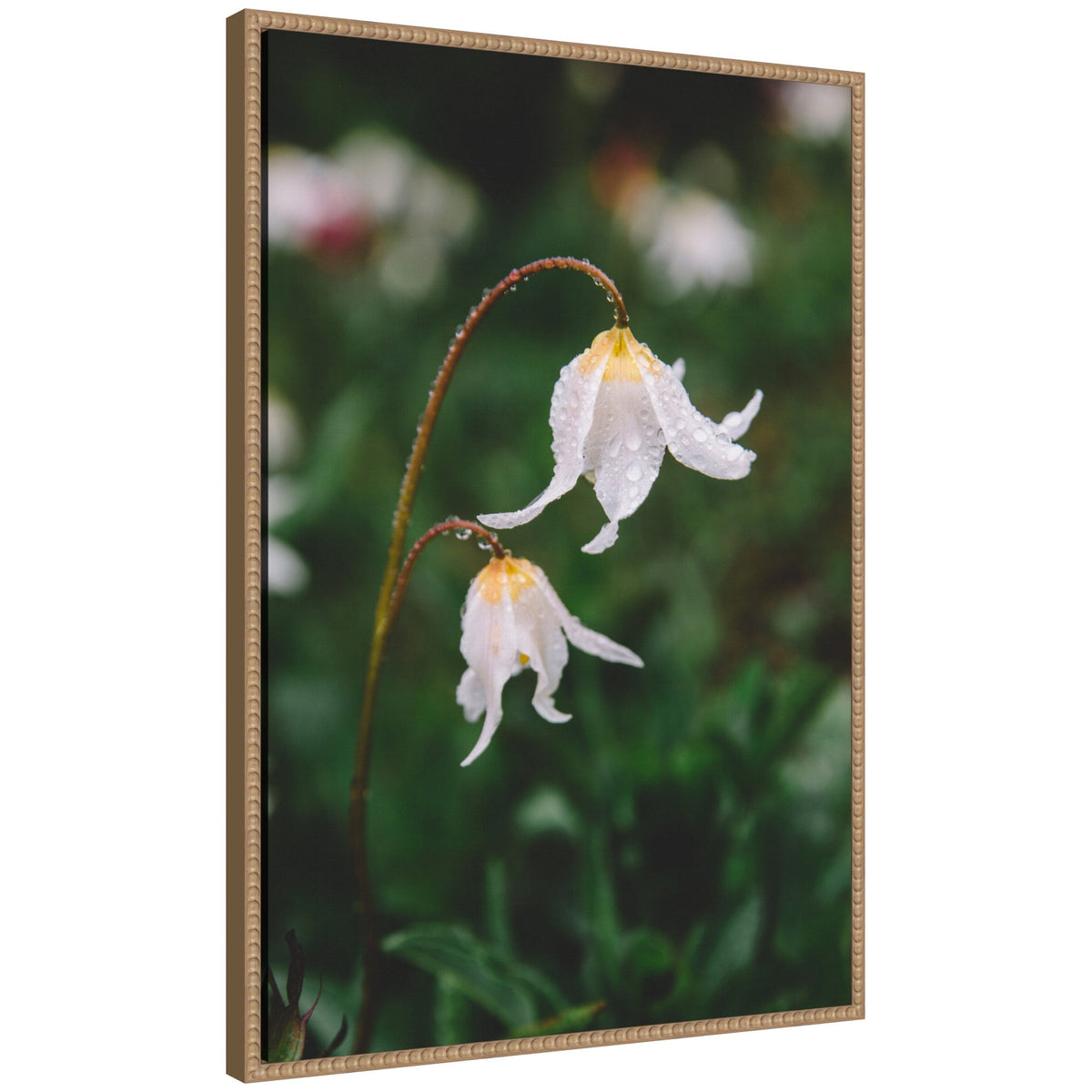 Sylvie Delicate White Floral Petals Framed Canvas by Patricia Hasz